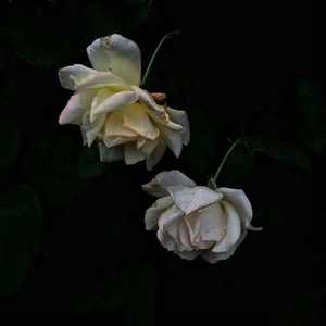 女🐔🐔蜜桃❌❌爽
